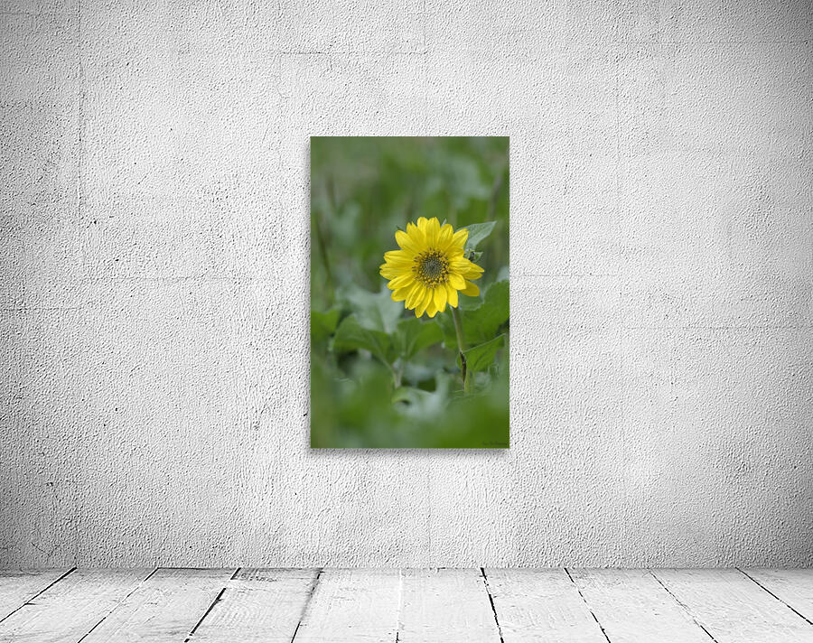 Deltoid Balsamroot Balsamorhiza deltoidea Cowichan Valley Vancouver Island British Columbia Canada Wall Preview