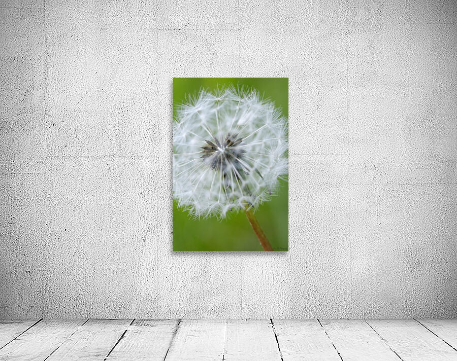 Dandelion Cowichan Valley Vancouver Island British Columbia Canada Wall Preview