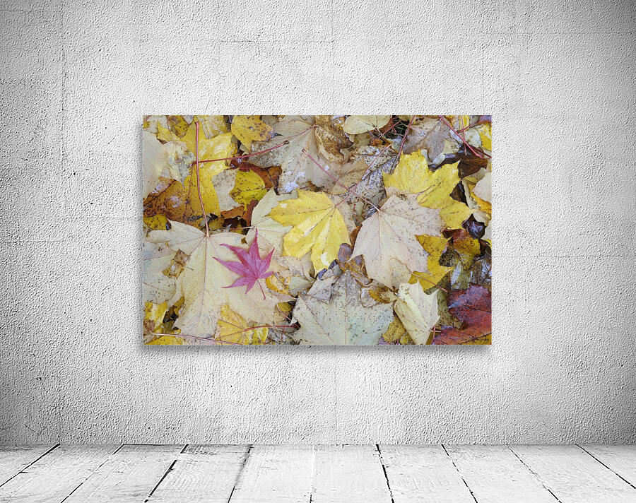 KO A04679 1 Wall Preview