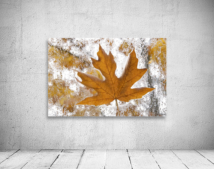 KO 45955 1 Wall Preview