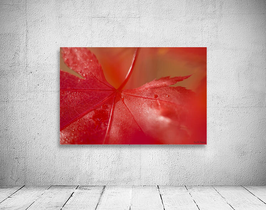 KO 50411 1 Wall Preview