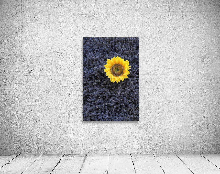 Dried sunflower with lavender flowers Wall Preview