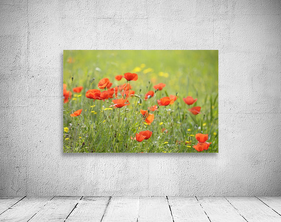 Wild poppies in Lourmarin Wall Preview