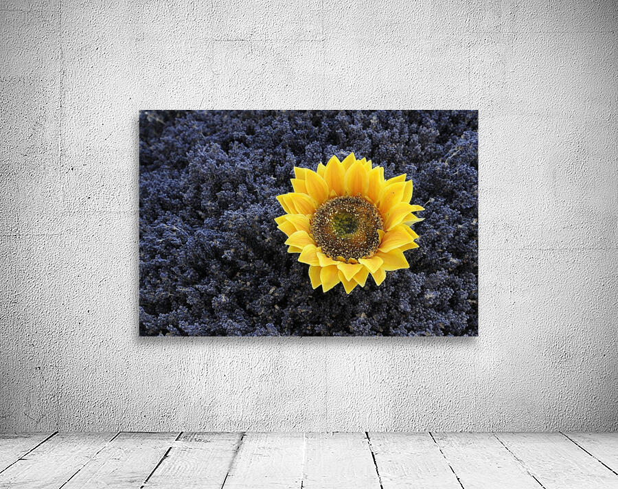 Dried sunflower in a bed of lavender flowers at Lourmarins street market Wall Preview
