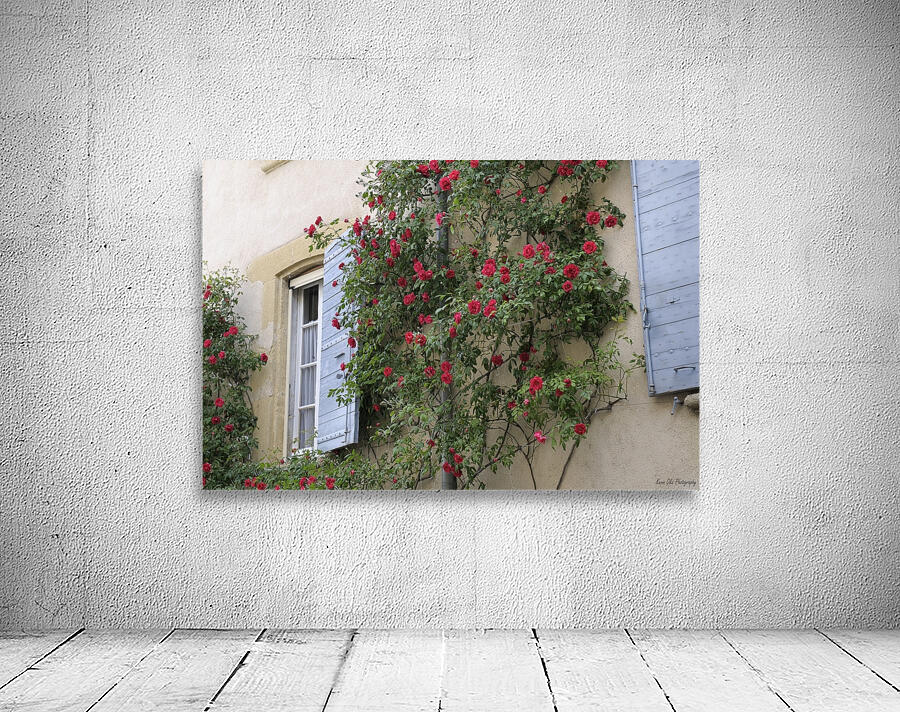Roses climbing a wall Lourmarin Wall Preview
