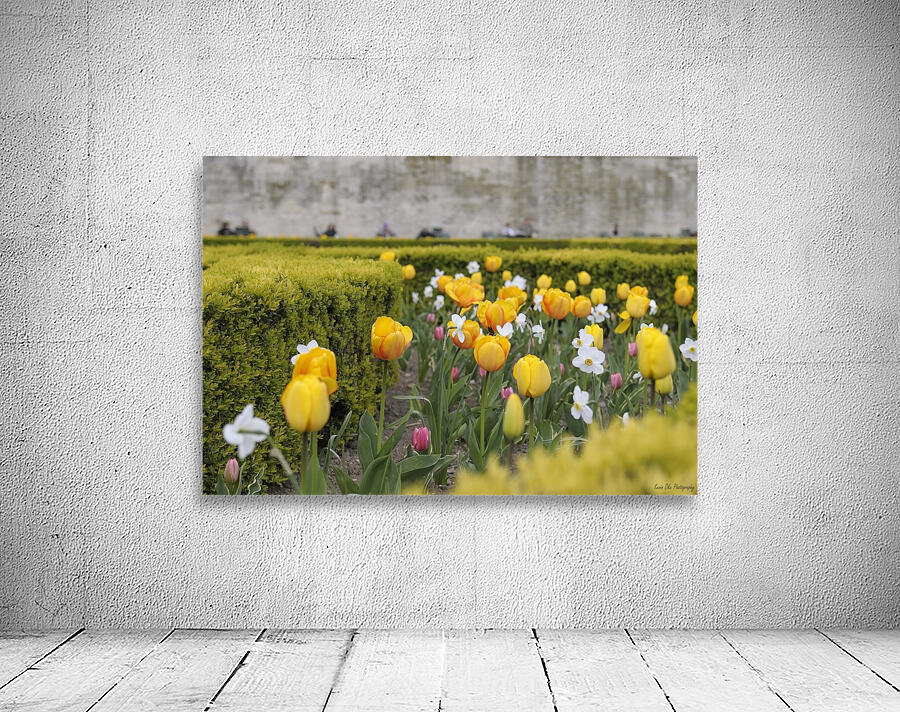 Tulips Jardins des Tuileries - Paris Wall Preview