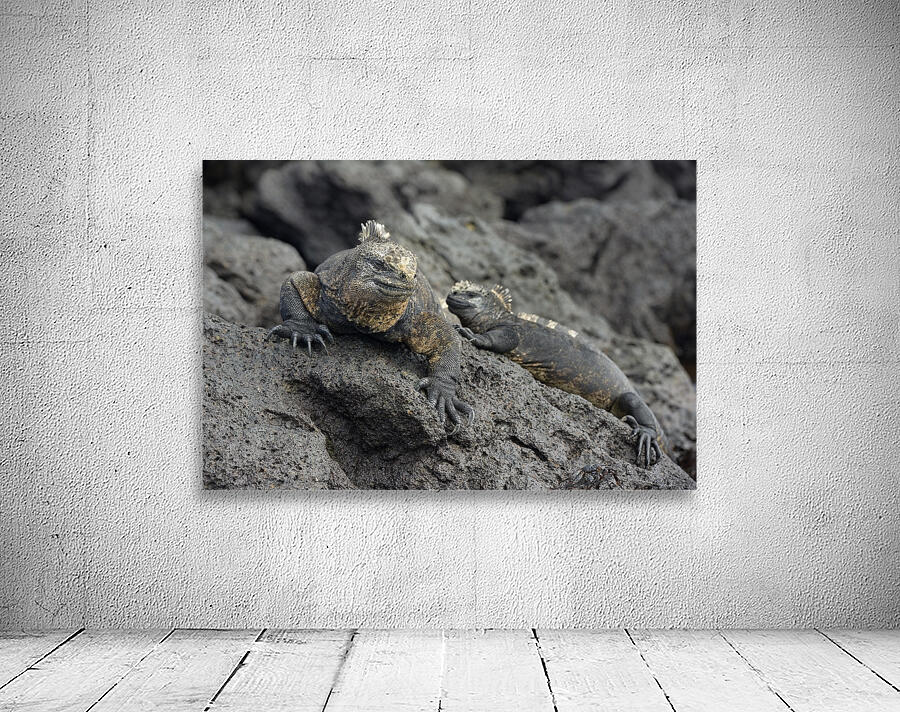 Marine Iguanas Amblyrhynchus cristatus Urbina Bay Isabela Island Galapagos Islands Ecuador Wall Preview