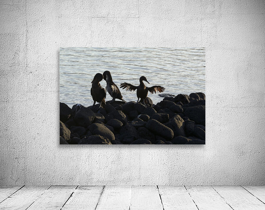 Flightless Cormorants Phalacrocorax harrisi stretching their wings Punta Espinosa Fernandina Island Galapagos Islands Ecuador Wall Preview