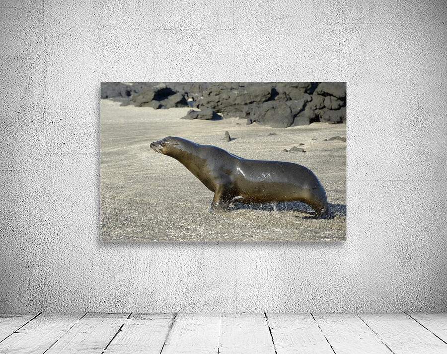 Galapagos sea lion male charging Punta Espinosa Fernandina Island Galapagos Islands Ecuador Wall Preview