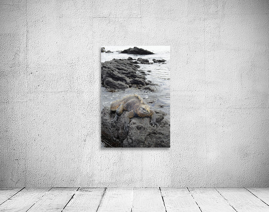 Marine Iguana Amblyrhynchus cristatus Urbina Bay Isabela Island Galapagos Islands Ecuador Wall Preview
