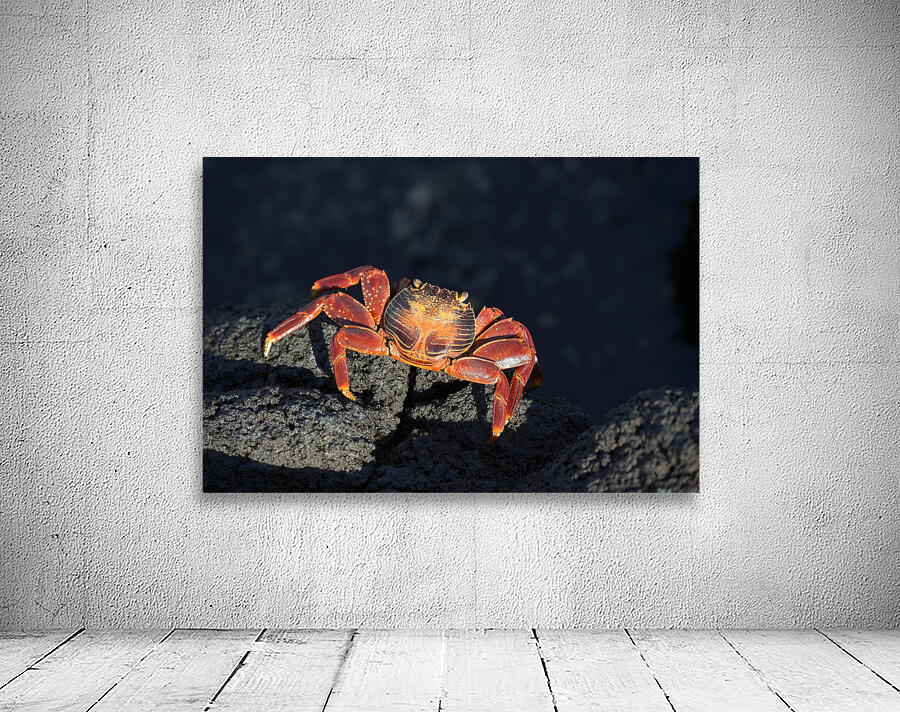 Sally Lightfoot crab Grapsus grapsus on black lava Punta Espinosa Fernandina Island Galapagos  Islands Ecuador Wall Preview