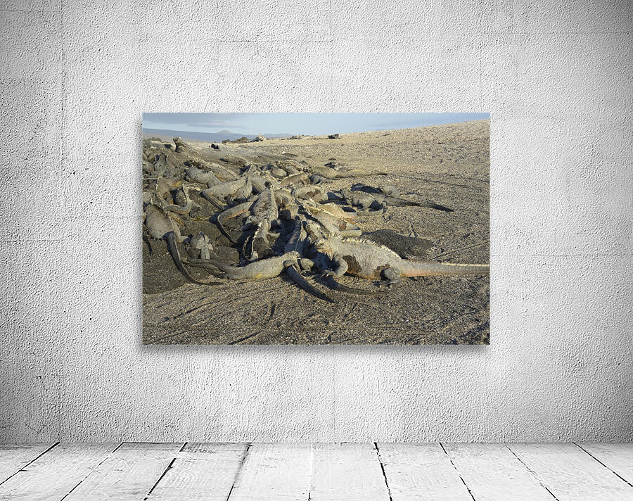 Group of Marine Iguanas Punta Espinosa Fernandina Island Galapagos Islands Ecuador Wall Preview