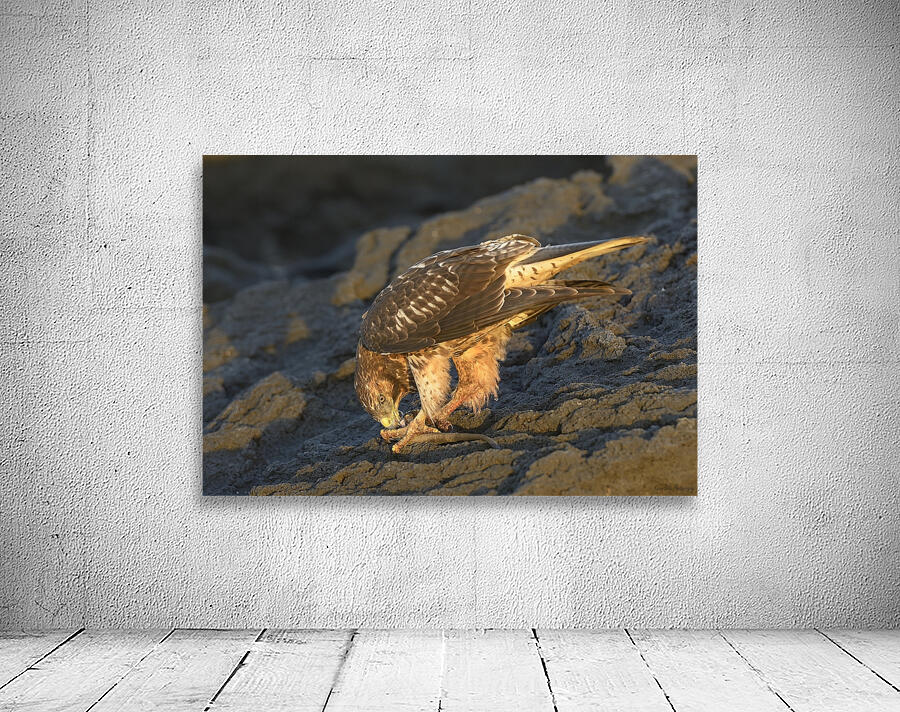Galapagos Hawk Buteo galapagoensis eating a marine iguana Punta Espinosa Fernandina Island Galapagos Islands Ecuador
 Wall Preview