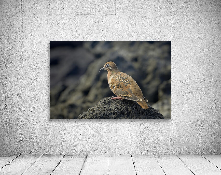 Galapagos Dove Zenaida galapagoensis on lava Urbina Bay Isabela Island Galapagos Islands Ecuador Wall Preview