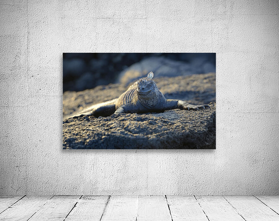 Marine Iguana at sunset Amblyrhynchus cristatus Punta Espinosa Fernandina Island Galapagos Islands Ecuador Wall Preview