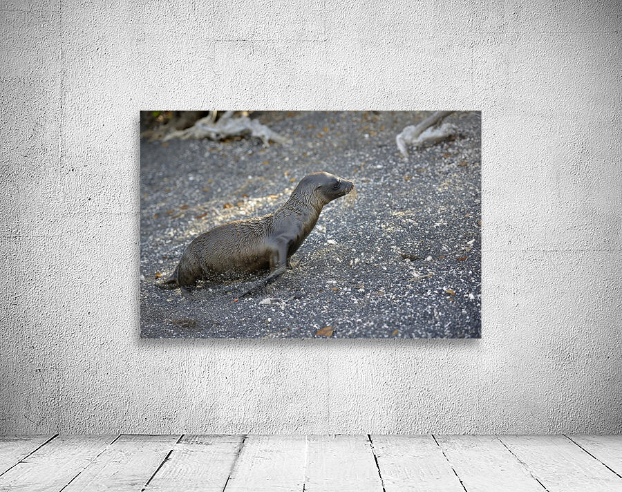 Galapagos sea lion Zalophus californianus wollebaeki juvenile Punta Espinosa Fernandina Island Galapagos Islands Ecuador
 Wall Preview