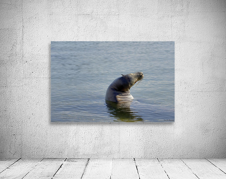 Galapagos sea lion Zalophus wollebaeki stretching Punta Espinosa Fernandina Island Galapagos Islands Ecuador Wall Preview