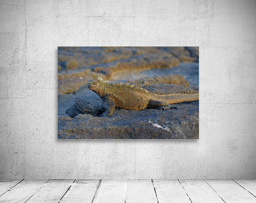 Marine Iguana Amblyrhynchus cristatus at sunset with beautiful coloring Punta Espinosa Fernandina Island Galapagos Islands Ecuador Wall Preview