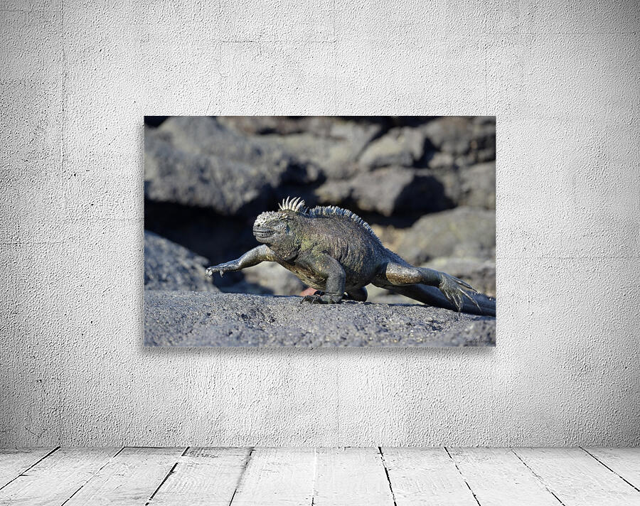 Marine Iguana Amblyrhynchus cristatus walking Punta Espinosa Fernandina Island Galapagos Islands Ecuador Wall Preview