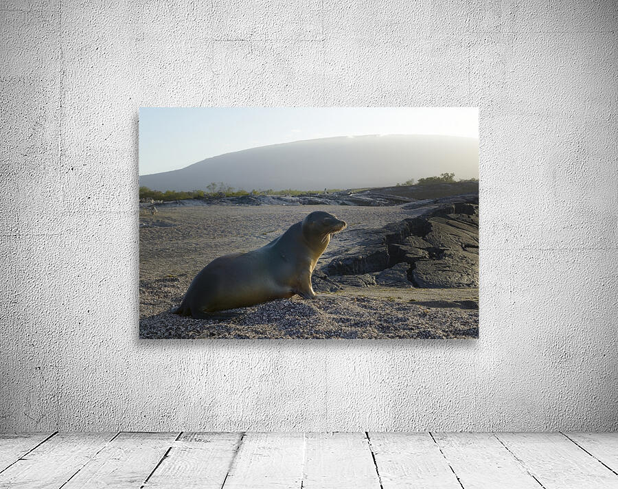 Galapagos sea lion Zalophus wollebaeki backlit Punta Espinosa Fernandina Island Galapagos Islands Ecuador Wall Preview