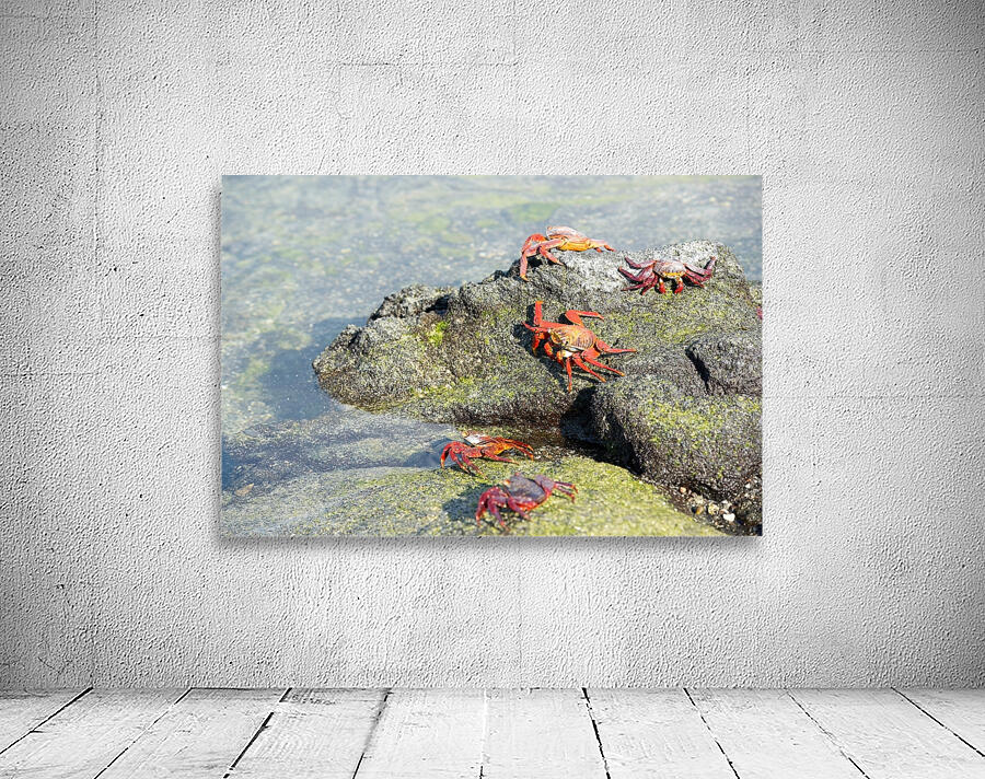 Sally Lightfoot crab - Punta Espinosa Fernandina Island - Galapagos Islands Wall Preview