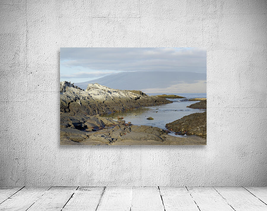 Sally lightfoot crabs on a rocky beach at Punta Espinosa Fernandina Island Galapagos Islands Ecuador
 Wall Preview