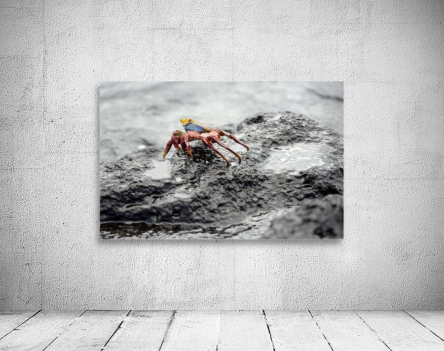 Sally Lightfoot crab Grapsus grapsus Urbina Bay Isabela Island Galapagos Islands Ecuador Wall Preview