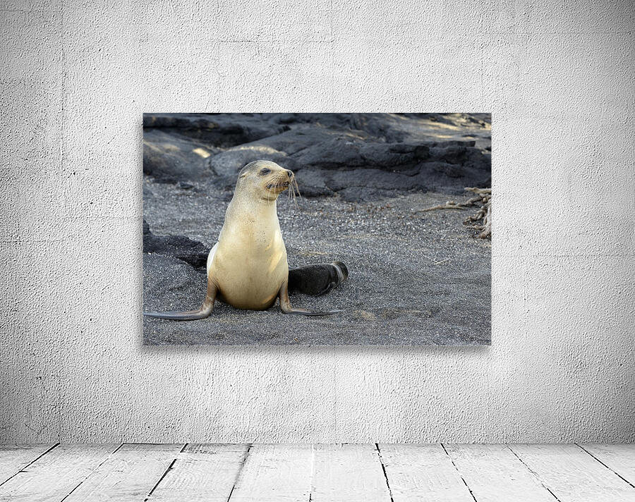 Galapagos sea lion female with pup Punta Espinosa Fernandina Island Galapagos Islands Ecuador Wall Preview