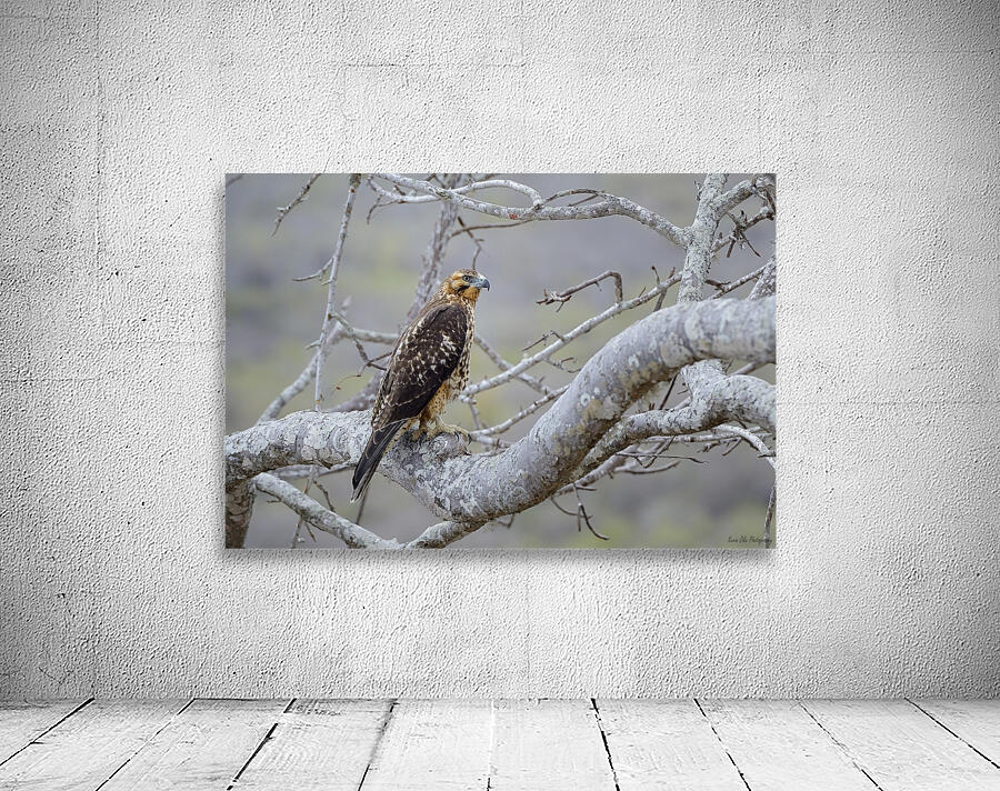 Galapagos Hawk Buteo galapagoensis Santiago Island Galapagos Islands Ecuador
 Wall Preview