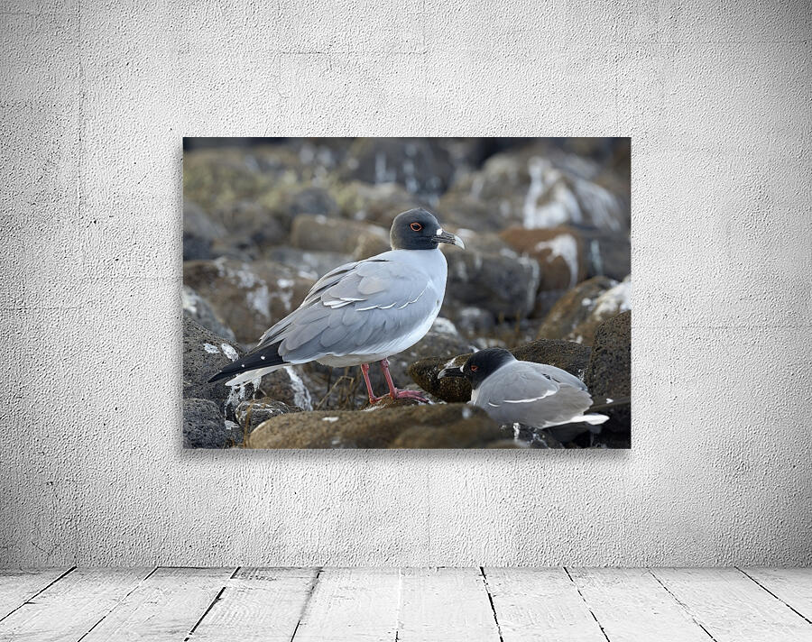 Swallow tailed Gulls Creagrus furcatus North Seymour Island Galapagos Islands Ecuador
 Wall Preview