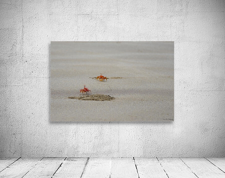 Ghost crabs Ocypode Gaudichaudii and burrows on Espumilla Beach Santiago Island Galapagos Islands Ecuador
 Wall Preview