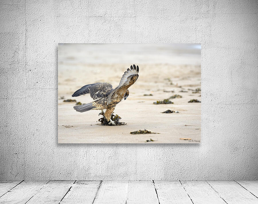 Galapagos Hawk Buteo galapagoensis landing on Espumilla Beach Santiago Island Galapagos Islands Ecuador
 Wall Preview