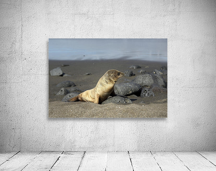 Gal?pagos sea lion Zalophus wollebaeki pup Puerto Egas Santiago Island Galapagos Islands Ecuador Wall Preview