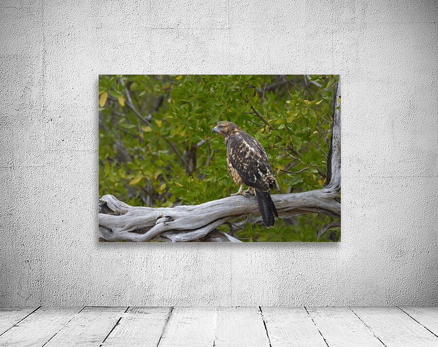 Galapagos Hawk Buteo galapagoensis Espumilla Beach Santiago Island Galapagos Islands Ecuador
 Wall Preview