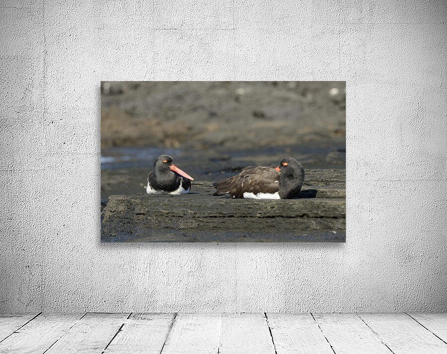 American Oystercatchers Haematopus palliatus sitting on lava Puerto Egas Santiago Island Galapagos Islands Ecuador
 Wall Preview
