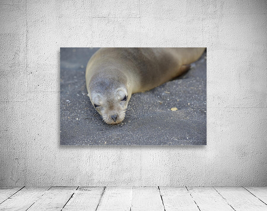 Galapagos sea lion Zalophus wollebaeki Puerto Egas Santiago Island Galapagos Islands Ecuador Wall Preview