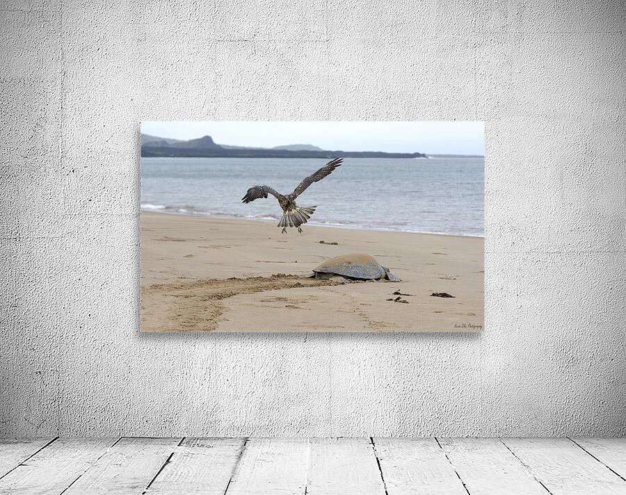 Galapagos Hawk Buteo galapagoensis flying above a Galapagos green turtle Playa Espumilla Santiago Island Galapagos Islands Ecuador
 Wall Preview