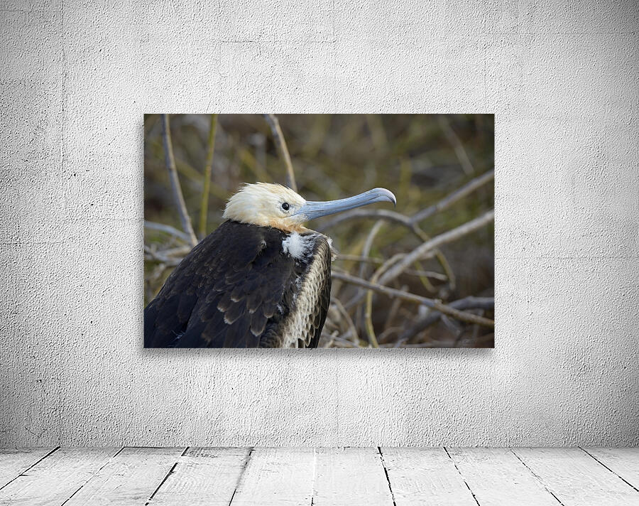 Magnificent Frigatebird Fregata magnificens immature with white head and blue beak North Seymour Island Galapagos Islands Ecuador
 Wall Preview