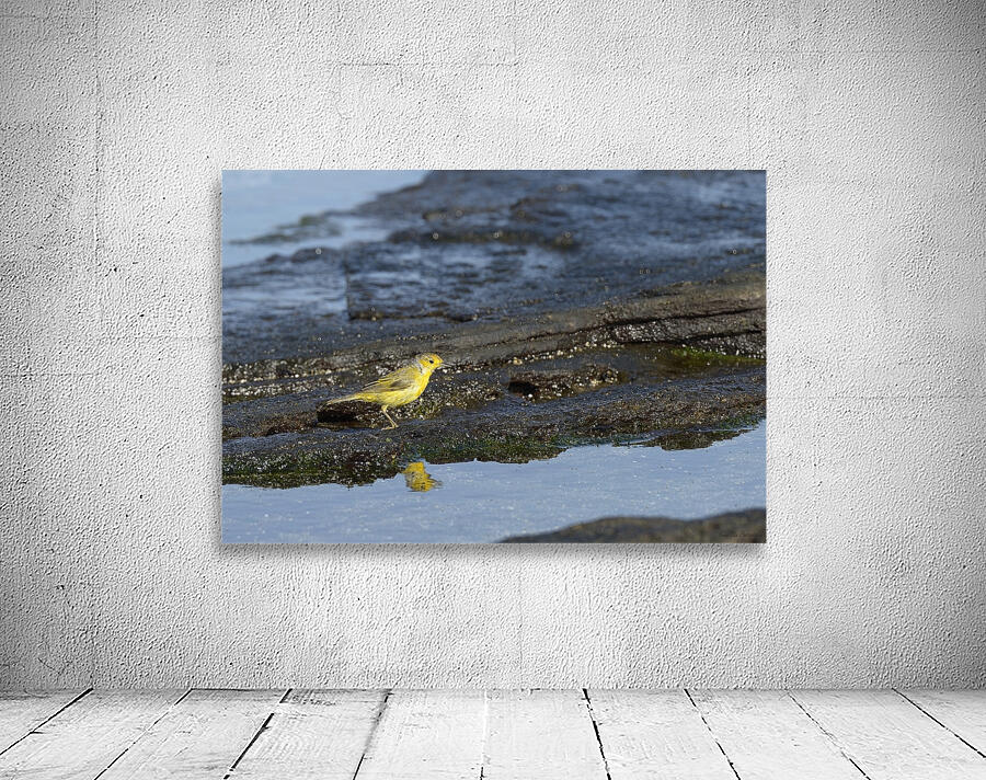 Yellow Warbler Dendroica petechia aureola Puerto Egas Santiago Island Galapagos Islands Ecuador
 Wall Preview