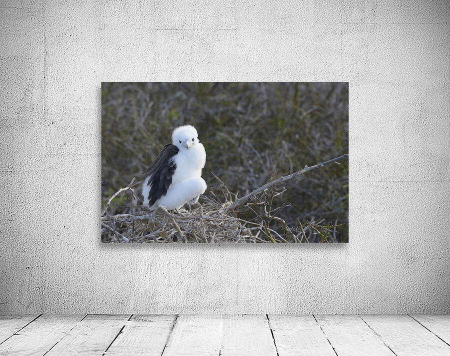 Magnificent Frigatebird Fregata magnificens chick sitting on nest North Seymour Island Galapagos Islands Ecuador
 Wall Preview