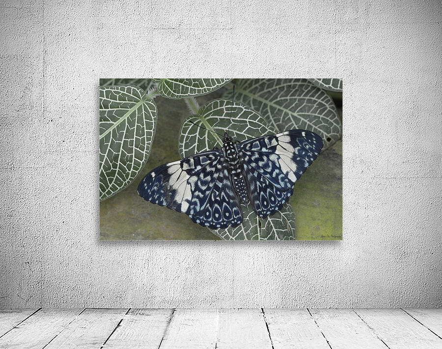 Hamadryas amphinome butterfly at the La Selva Jungle Lodge  Amazon Ecuador Wall Preview