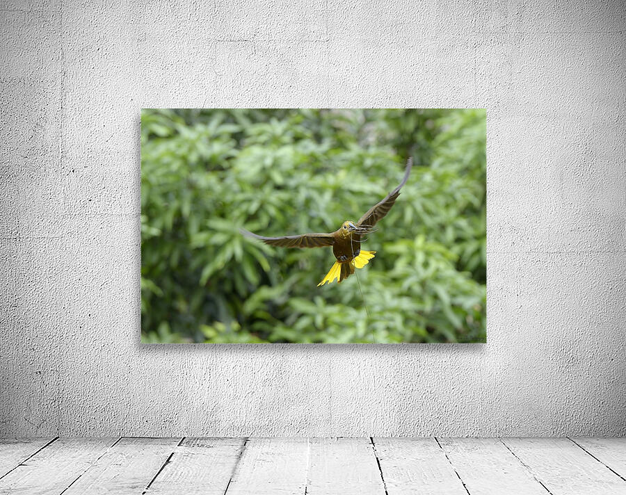 Russet backed oropendola Psarocolius angustifrons
 Wall Preview