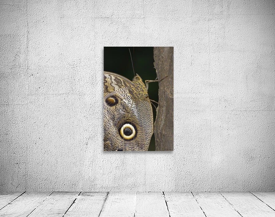 Owl butterfly Caligo idomeneus in the Amazon rainforest Amazon Ecuador Wall Preview