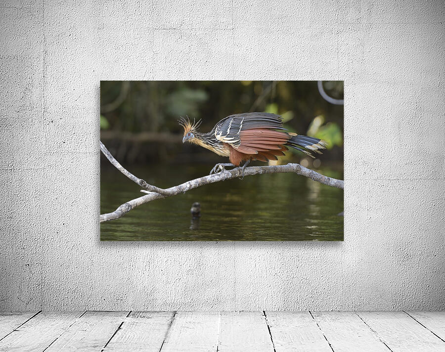 Hoatzin Opisthocomus hoazin on a branch over Lake Garzacocha La Selva Jungle Eco Lodge Amazon Basin Ecuador
 Wall Preview