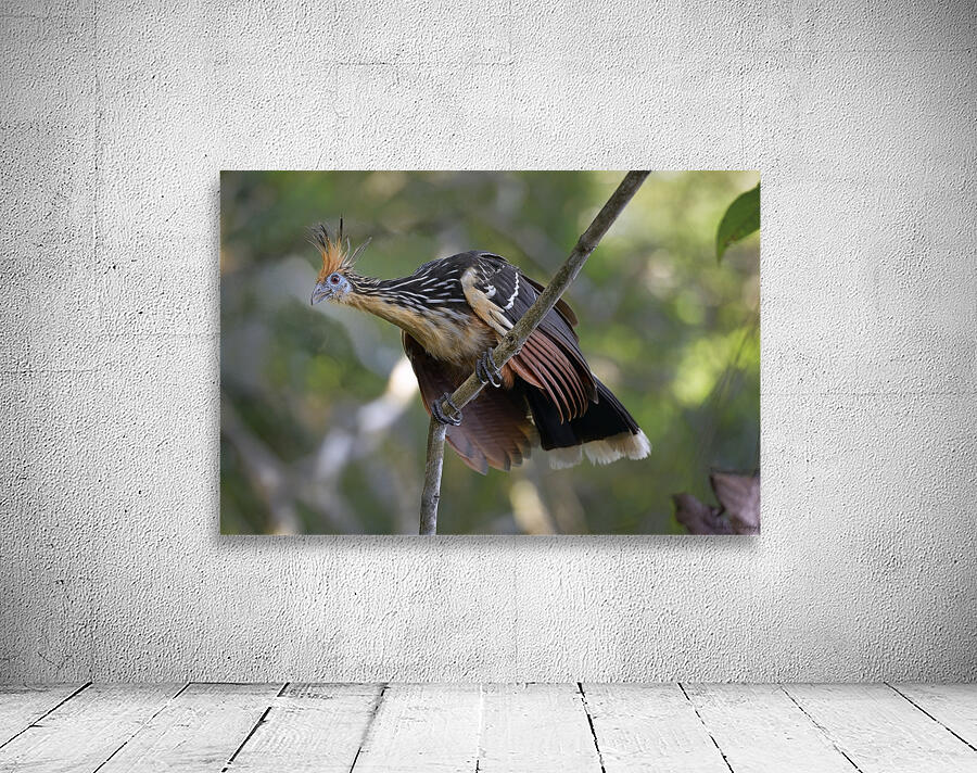 Hoatzin Opisthocomus hoazin on a branch La Selva Jungle Eco Lodge Amazon Basin Ecuador
 Wall Preview