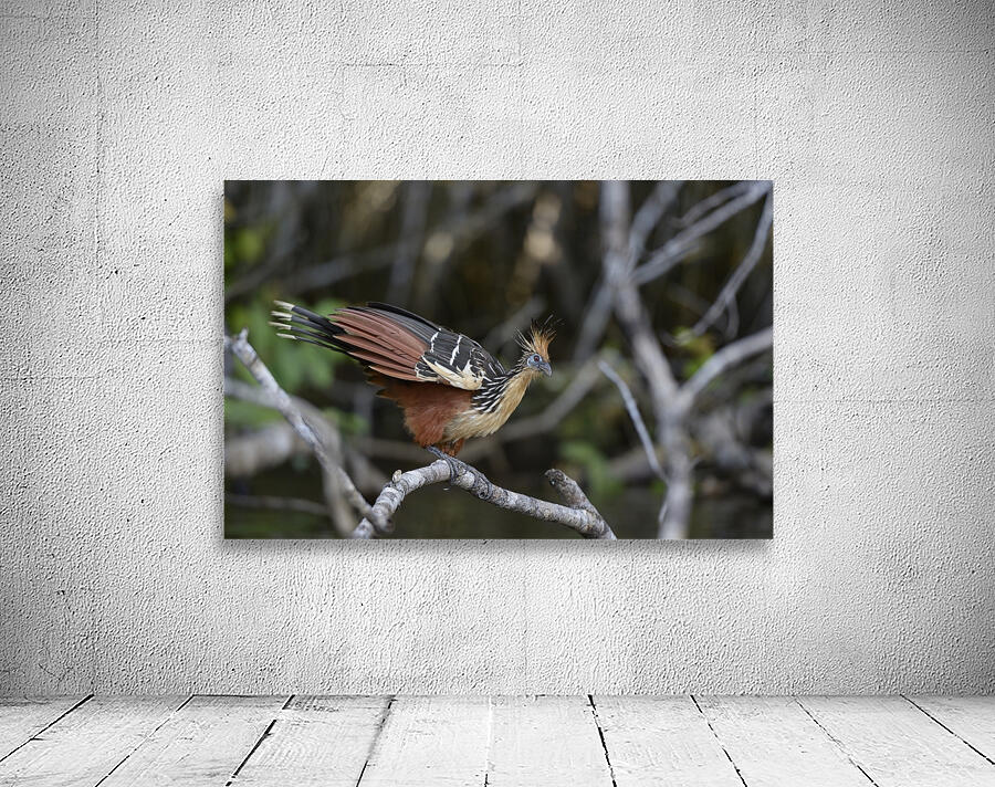 Hoatzin Opisthocomus hoazin on a branch over Lake Garzacocha La Selva Jungle Eco Lodge Amazon Basin Ecuador
 Wall Preview