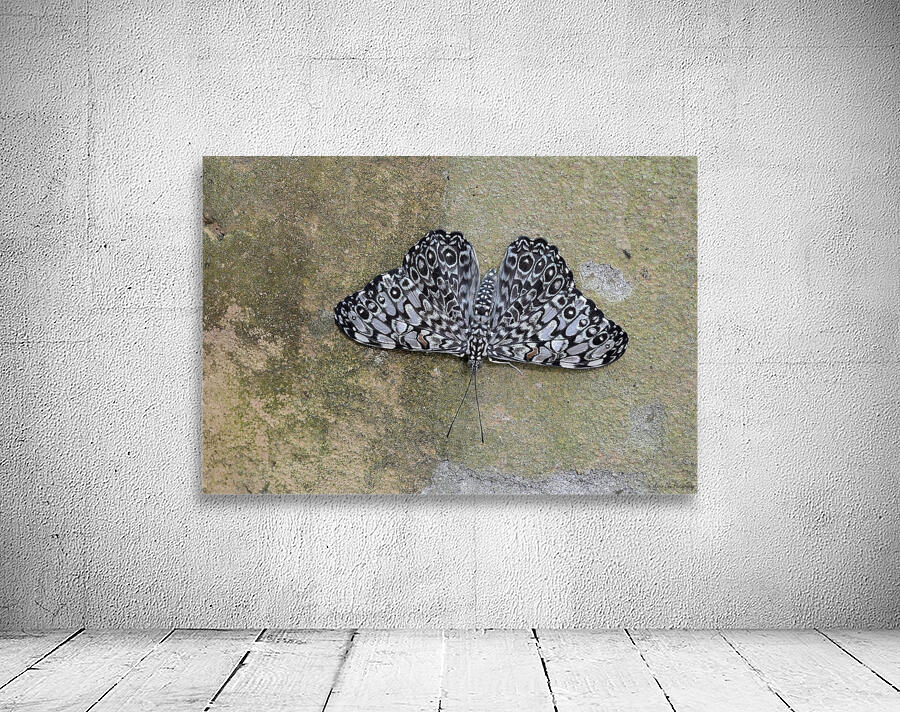 Feronia Cracker  Butterfly Hamadryas feronia Amazon Ecuador Wall Preview