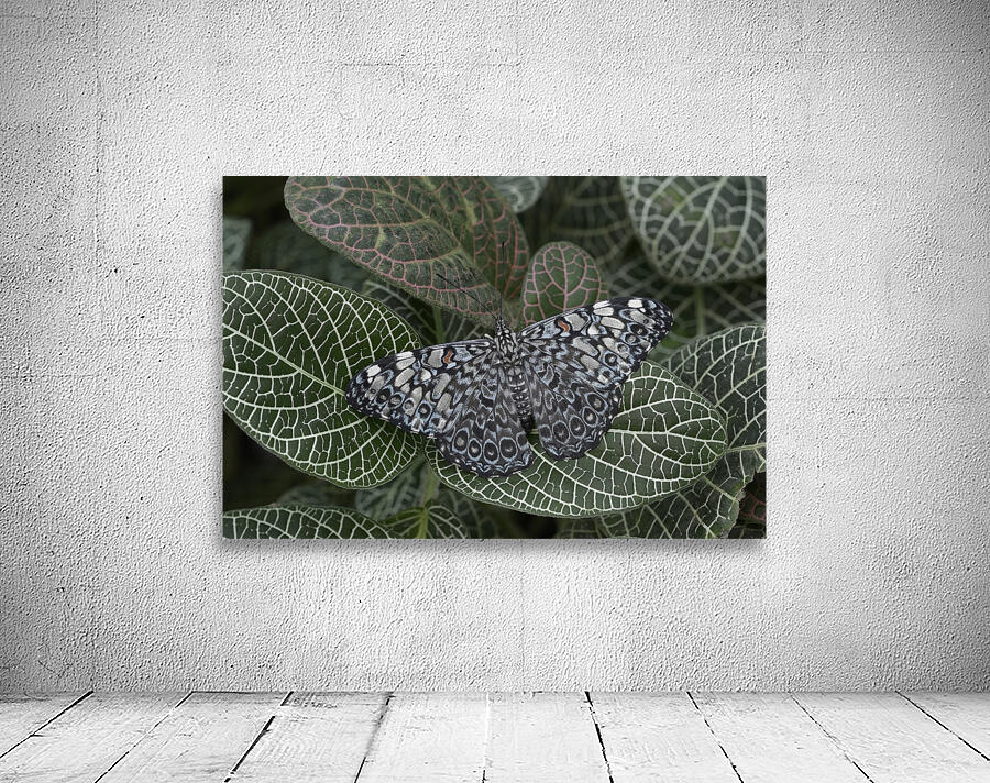 Feronia Cracker  Butterfly Hamadryas feronia Amazon Ecuador Wall Preview