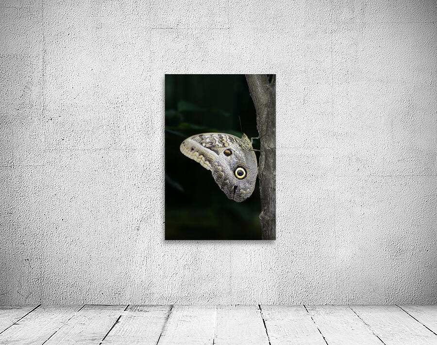 Owl butterfly Caligo idomeneus at the La Selva Jungle Lodge  Amazon Ecuador Wall Preview