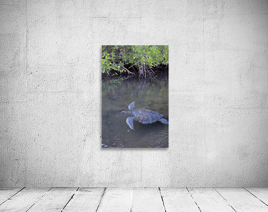 Galapagos green turtle Chelonia mydas agassisi Elizabeth Bay Isabela Island Galapagos Islands Ecuador Wall Preview